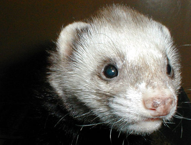 Ferrets have actually been kept as pets for longer than cats!