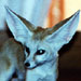 Fennec Fox